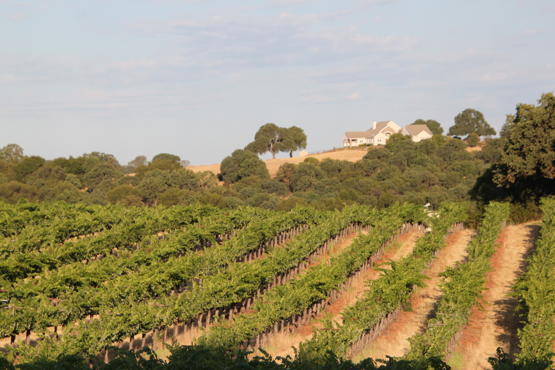 Golden hour at the estate vineyard